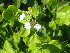  (Boerhavia chinensis - MS086)  @11 [ ] No Rights Reserved  Unspecified Unspecified