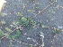  (Boerhavia repens - MS170)  @11 [ ] No Rights Reserved  Unspecified Unspecified