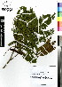  ( - MTJ-0009)  @11 [ ] CreativeCommons - Attribution Non-Commercial Share-Alike (2012) Mamadi Theresa Sethusa University of Johannesburg
