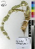  (Hordeum murinum subsp. leporinum - MTJ-0018)  @11 [ ] CreativeCommons - Attribution Non-Commercial Share-Alike (2012) Mamadi Theresa Sethusa University of Johannesburg