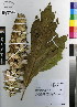  (Acanthus - MTJ-0076)  @15 [ ] CreativeCommons - Attribution Non-Commercial Share-Alike (2012) Mamadi Theresa Sethusa University of Johannesburg