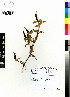  (Grewia lasiocarpa - NMMU_0113)  @11 [ ] CreativeCommons - Attribution Non-Commercial Share-Alike (2012) Mamadi Theresa Sethusa University of Johannesburg