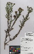  (Selago glomerata - NMMU_0163)  @11 [ ] CreativeCommons - Attribution Non-Commercial Share-Alike (2012) Mamadi Theresa Sethusa University of Johannesburg
