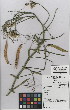 (Lathyrus cicera - NMMU_0176)  @11 [ ] CreativeCommons - Attribution Non-Commercial Share-Alike (2012) Mamadi Theresa Sethusa University of Johannesburg