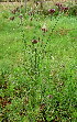  (Verbena brasiliensis - PPRI-0153)  @11 [ ] CreativeCommons - Attribution Non-Commercial Share-Alike (2012) Mamadi Theresa Sethusa University of Johannesburg