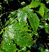  ( - PPRI-0204)  @11 [ ] CreativeCommons - Attribution Non-Commercial Share-Alike (2012) Mamadi Theresa Sethusa University of Johannesburg