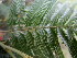  ( - PPRI-0226)  @11 [ ] CreativeCommons - Attribution Non-Commercial Share-Alike (2012) Mamadi Theresa Sethusa University of Johannesburg
