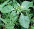  (Euphorbia geniculata - PPRI-0232)  @11 [ ] CreativeCommons - Attribution Non-Commercial Share-Alike (2012) Mamadi Theresa Sethusa University of Johannesburg