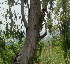  ( - PPRI-0241)  @11 [ ] CreativeCommons - Attribution Non-Commercial Share-Alike (2012) Mamadi Theresa Sethusa University of Johannesburg