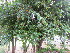  ( - PPRI-0245)  @11 [ ] CreativeCommons - Attribution Non-Commercial Share-Alike (2012) Mamadi Theresa Sethusa University of Johannesburg