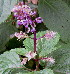  (Plectranthus ecklonii - PPRI-0267)  @11 [ ] CreativeCommons - Attribution Non-Commercial Share-Alike (2012) Mamadi Theresa Sethusa University of Johannesburg