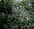  (Ochna serrulata - PPRI-0269)  @11 [ ] CreativeCommons - Attribution Non-Commercial Share-Alike (2012) Mamadi Theresa Sethusa University of Johannesburg