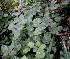  (Plectranthus aliciae - PPRI-0278)  @11 [ ] CreativeCommons - Attribution Non-Commercial Share-Alike (2012) Mamadi Theresa Sethusa University of Johannesburg