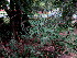  (Rhigozum obovatum - PPRI-0279)  @11 [ ] CreativeCommons - Attribution Non-Commercial Share-Alike (2012) Mamadi Theresa Sethusa University of Johannesburg
