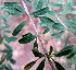  ( - PPRI-0279)  @11 [ ] CreativeCommons - Attribution Non-Commercial Share-Alike (2012) Mamadi Theresa Sethusa University of Johannesburg