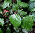  (Plectranthus verticillatus - PPRI-0285)  @11 [ ] CreativeCommons - Attribution Non-Commercial Share-Alike (2012) Mamadi Theresa Sethusa University of Johannesburg