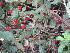  ( - PPRI-0199)  @11 [ ] CreativeCommons - Attribution Non-Commercial Share-Alike (2012) Mamadi Theresa Sethusa University of Johannesburg