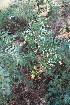 ( - PR934)  @11 [ ] No Rights Reserved  Unspecified Unspecified