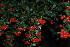  ( - RMK0008)  @11 [ ] No Rights Reserved  Unspecified Unspecified