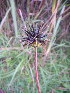  ( - MvdB0032)  @11 [ ] No Rights Reserved  Unspecified Unspecified