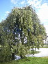  ( - MvdB0049)  @11 [ ] No Rights Reserved  Unspecified Unspecified