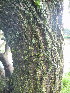  ( - MvdB0049)  @11 [ ] No Rights Reserved  Unspecified Unspecified