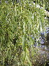  ( - MvdB0049)  @11 [ ] No Rights Reserved  Unspecified Unspecified