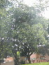  ( - MvdB0050)  @11 [ ] No Rights Reserved  Unspecified Unspecified
