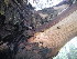  (Eucalyptus globulus - MvdB0059)  @11 [ ] No Rights Reserved  Unspecified Unspecified