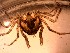  ( - H. orbiculare Li4.1)  @11 [ ] Copyright (2019) Unspecified Stellenbosch University