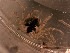  ( - H. orbiculare Tb2.2)  @11 [ ] Copyright (2019) Unspecified Stellenbosch University