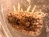 ( - E. hylecoetes Tb4.7)  @11 [ ] Copyright (2019) Unspecified Stellenbosch University