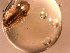  ( - E. hylecoetes Ti1.8a)  @11 [ ] Copyright (2019) Unspecified Stellenbosch University