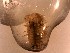  ( - E. hylecoetes Ti6.5a)  @11 [ ] Copyright (2019) Unspecified Stellenbosch University