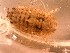  ( - E. hylecoetes Tp9.6)  @11 [ ] Copyright (2019) Unspecified Stellenbosch University