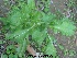  (Scabiosa atropurpurea - Hosam00236)  @11 [ ] Copyright (2013) Dr. Hosam Elansary Alexandria University