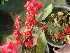  (Euphorbia rossii - Hosam00472)  @11 [ ] Copyright (2013) Dr. Hosam Elansary Alexandria University