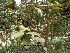  (Paulownia tomentosa - Hosam00166)  @11 [ ] Copyright (2011) Dr. Hosam Elansary Alexandria University