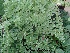  (Adiantum HE.1 - Hosam00266)  @11 [ ] Copyright (2013) Dr. Hosam Elansary Alexandria University