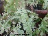  (Adiantum HE.2 - Hosam00267)  @11 [ ] Copyright (2013) Dr. Hosam Elansary Alexandria University