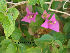  ( - Hosam00116)  @11 [ ] Copyright (2011) Dr. Hosam Elansary Alexandria University