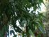  (Pinus canariensis - Hosam00174)  @13 [ ] Copyright (2011) Dr. Hosam Elansary Alexandria University
