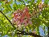  (Cassia javanica subsp. nodosa - Hosam00046)  @11 [ ] Copyright (2010) Dr. Hosam Elansary Alexandria University