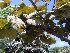  (Coccoloba uvifera - Hosam00063)  @11 [ ] Copyright (2010) Dr. Hosam Elansary Alexandria University