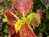  (Solenostemon - Hosam00397)  @11 [ ] Copyright (2013) Dr. Hosam Elansary Alexandria University