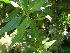  (Conocarpus - Hosam00057)  @11 [ ] Copyright (2010) Dr. Hosam Elansary Alexandria University