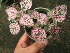  ( - Hosam00427)  @11 [ ] Copyright (2013) Dr. Hosam Elansary Alexandria University