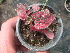  (Hypoestes phyllostachya - Hosam00428)  @11 [ ] Copyright (2013) Dr. Hosam Elansary Alexandria University