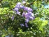  (Jacaranda mimosifolia - Hosam00012)  @11 [ ] Copyright (2010) Dr. Hosam Elansary Alexandria University