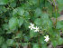  (Jasminum azoricum - Hosam00123)  @11 [ ] Copyright (2011) Dr. Hosam Elansary Alexandria University